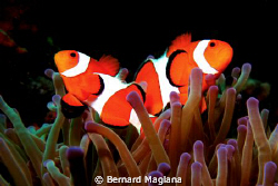 Nemos act... by Bernard Maglana 